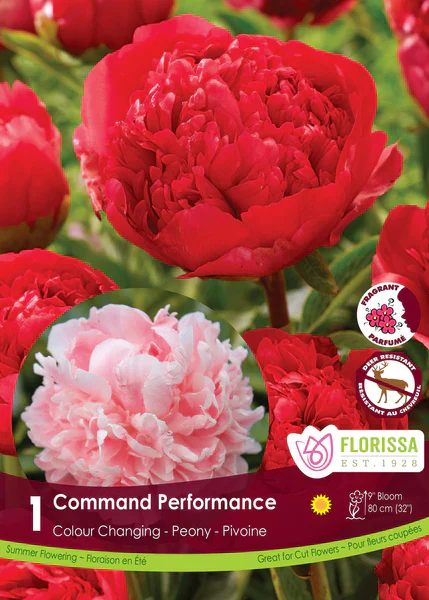 NEW 2025 Spring Flower Bulbs